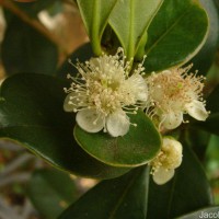 Psidium cattleyanum Sabine